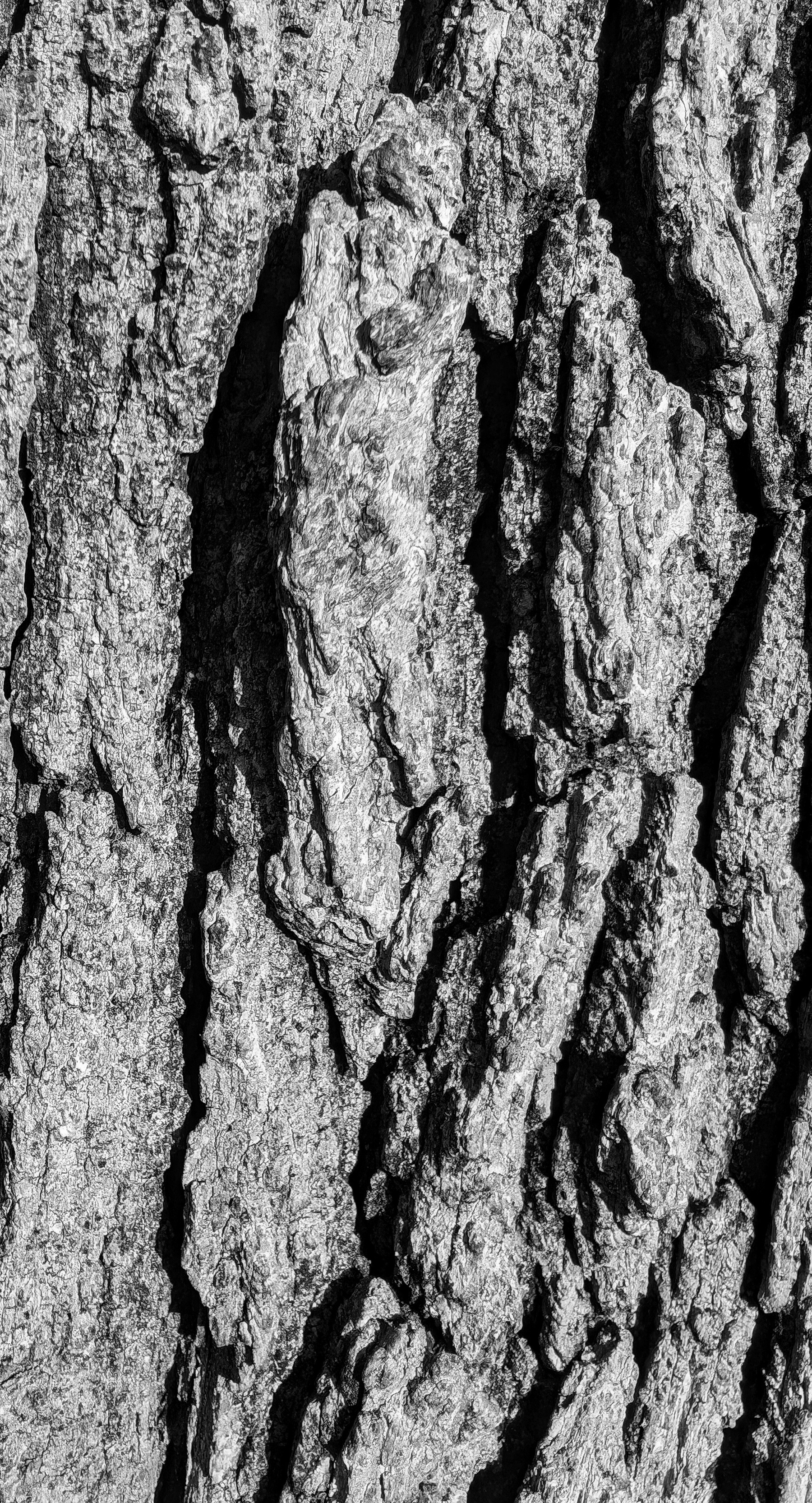 Photo of cropped and edited tree bark, black and white 