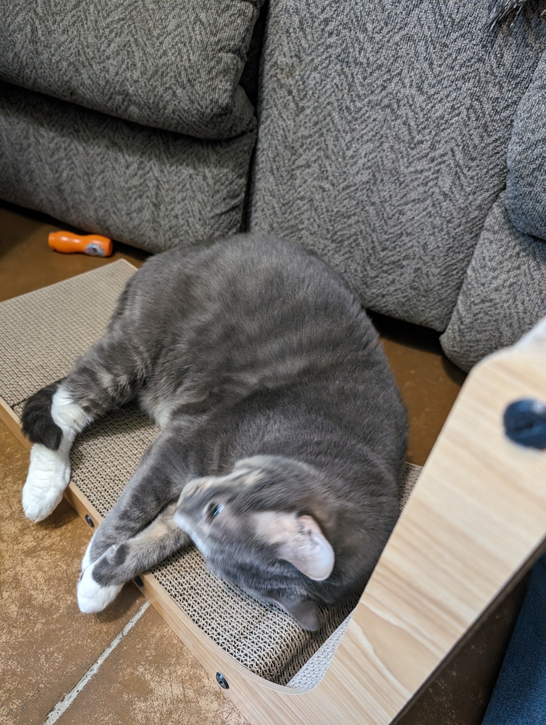 A photo of my grey and white feline lounging on his new scratching area.