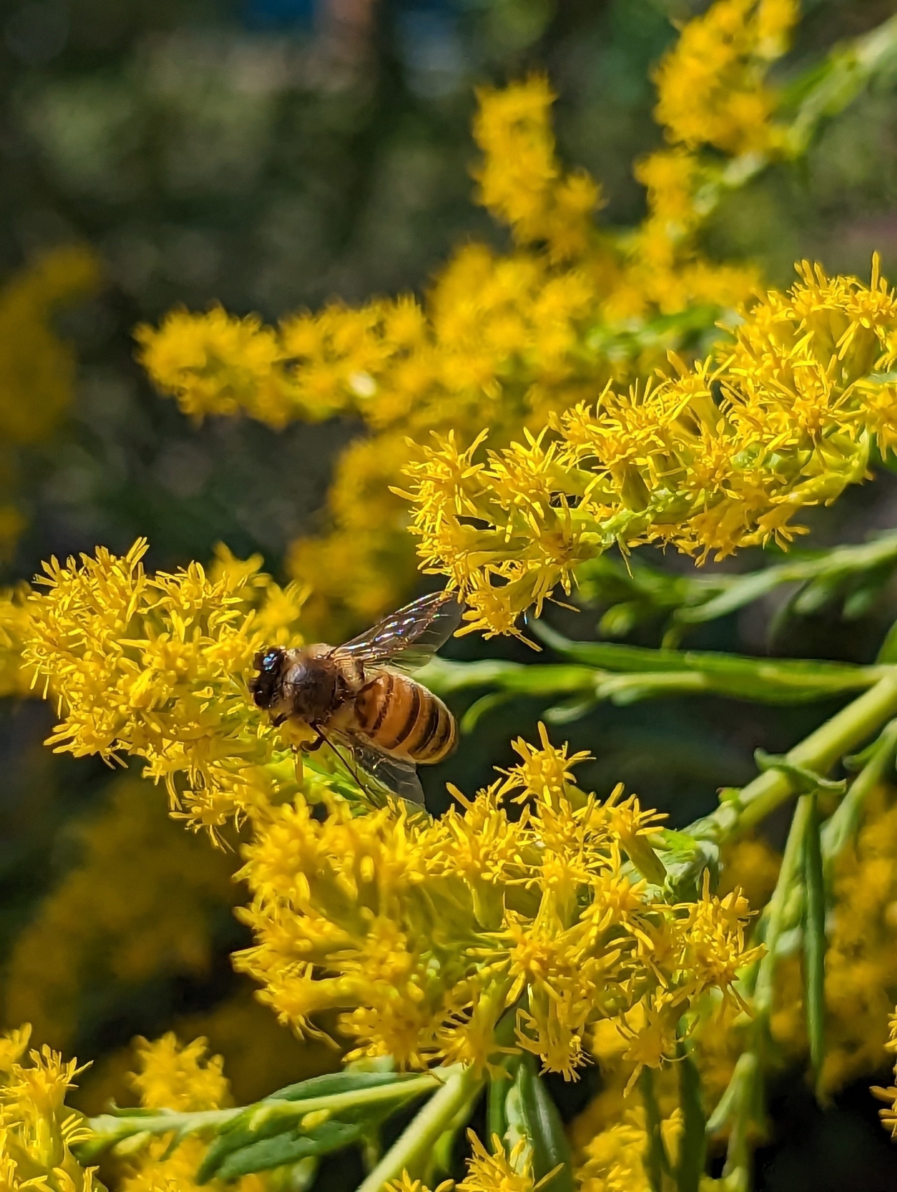 Close up photo of a honey bee toiling away on a bright yellow wildflower.