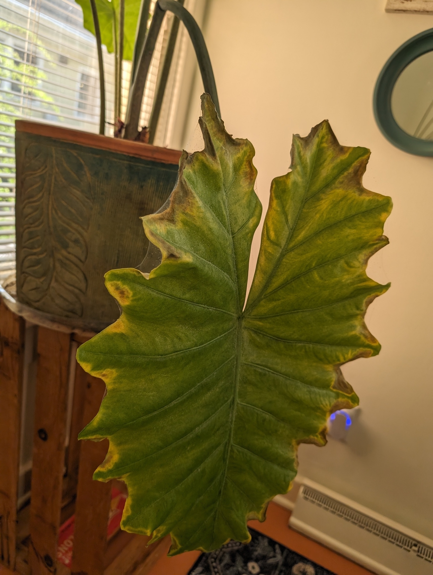 Photo of an Elephant Ear plant that has just sagged down slowly. It has edges that are browning.