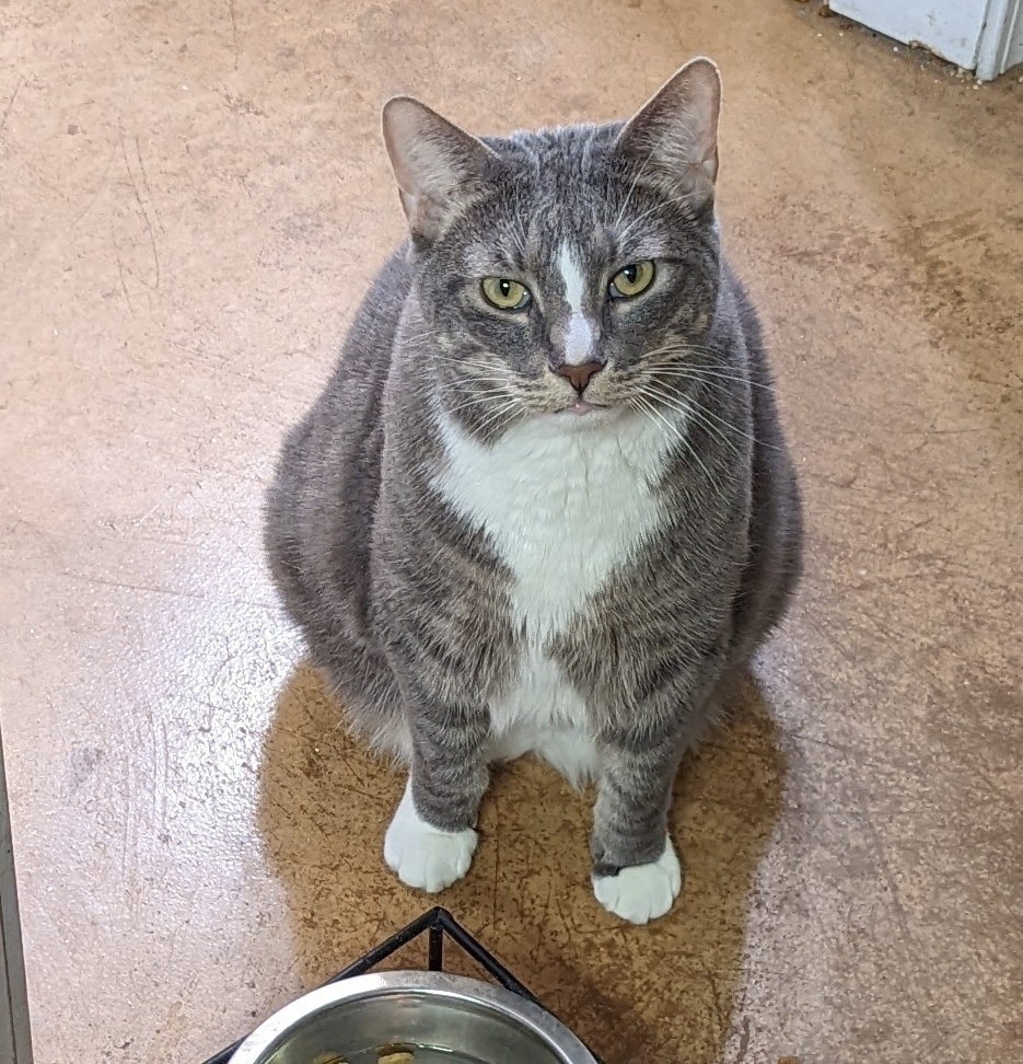 Photo of our cat, sitting next to his water bowl. In the full water bowl is a few pieces of his cat food, that he has so helpfully put there.... Because he's a cat.